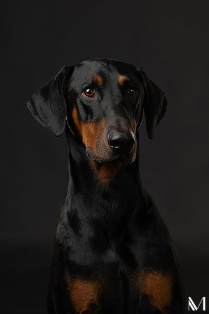 Savannah & Ozzy-024