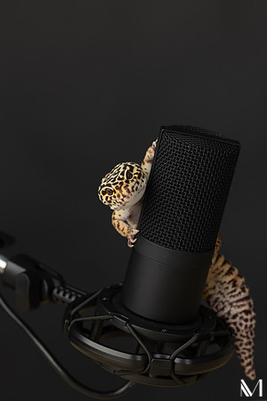 DZ0A9490