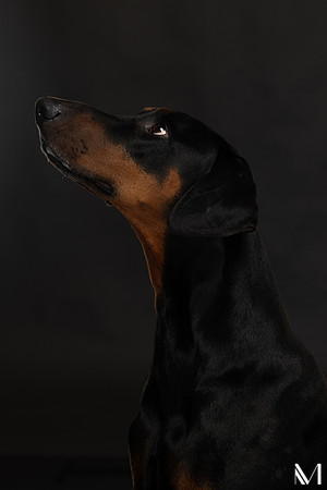 Savannah & Ozzy-016