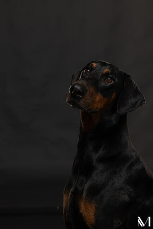 Savannah & Ozzy-015