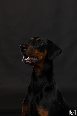 Savannah & Ozzy-011