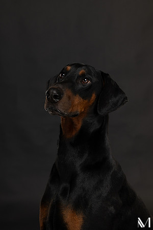 Savannah & Ozzy-005