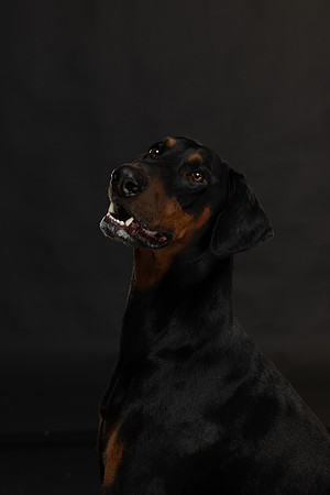 Savannah & Ozzy-013