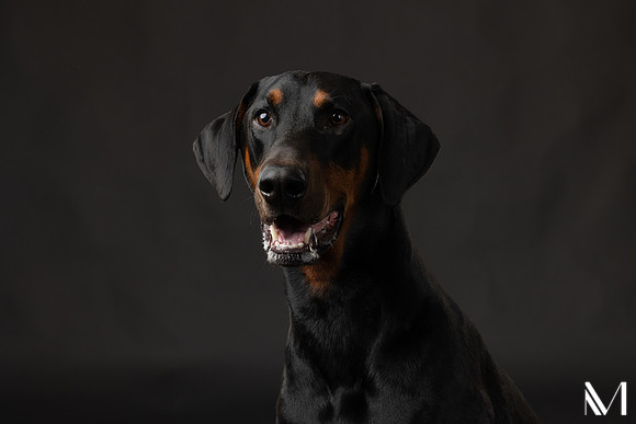 Savannah & Ozzy-028