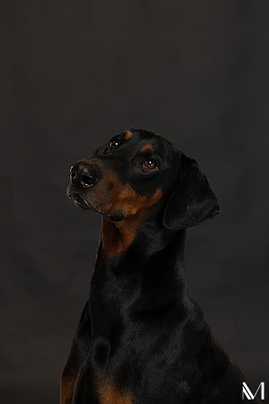 Savannah & Ozzy-006