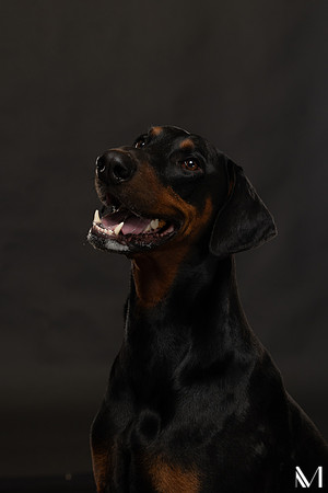 Savannah & Ozzy-018