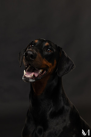Savannah & Ozzy-019