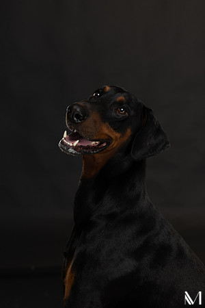 Savannah & Ozzy-012