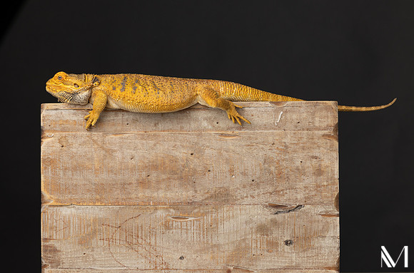DZ0A9539