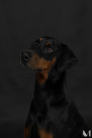Savannah & Ozzy-004