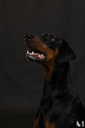 Savannah & Ozzy-014