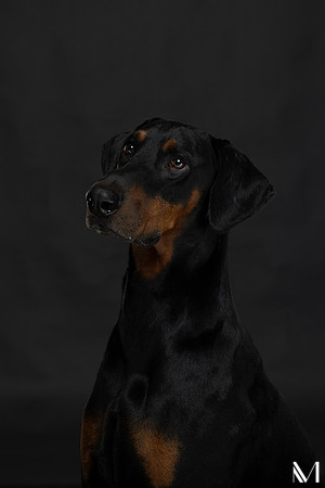 Savannah & Ozzy-003