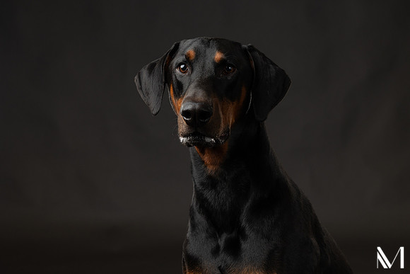Savannah & Ozzy-029