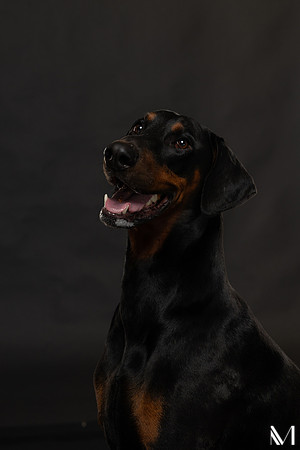 Savannah & Ozzy-017