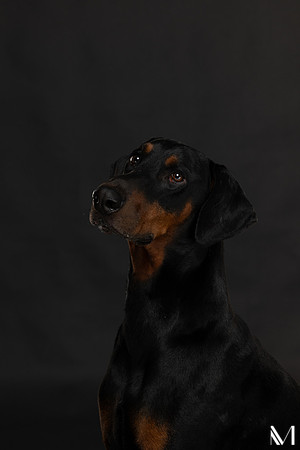 Savannah & Ozzy-009